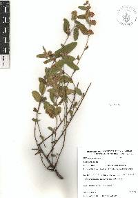 Waltheria indica image