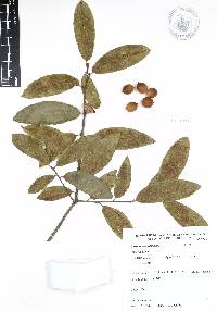 Quercus acherdophylla image