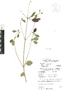 Euphorbia graminea image