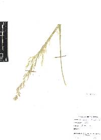 Calamagrostis viridiflavescens image