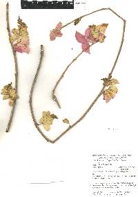 Ipomoea bracteata image