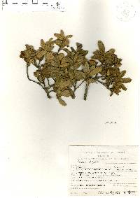 Quercus repanda image