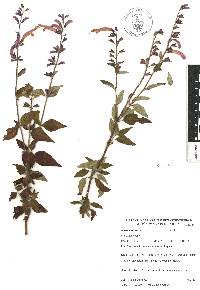 Salvia curviflora image