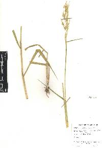 Eriochloa punctata image