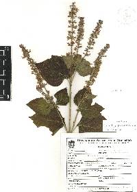 Salvia longispicata image