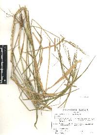 Eriochloa punctata image