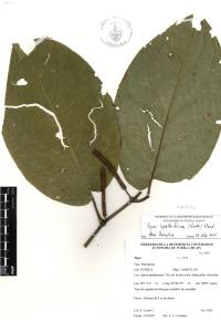 Piper lapathifolium image