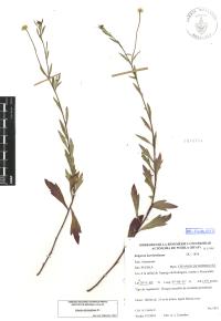 Erigeron karvinskianus image