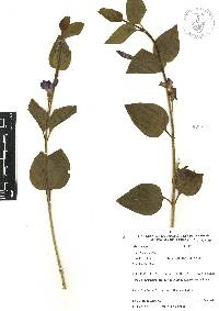 Vinca major image