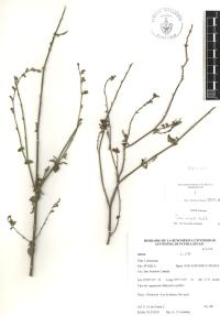 Salvia misella image