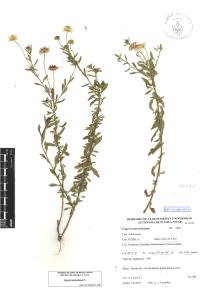 Erigeron karvinskianus image