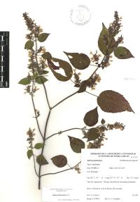 Salvia polystachia image