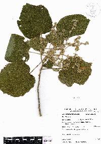 Heliocarpus terebinthinaceus image