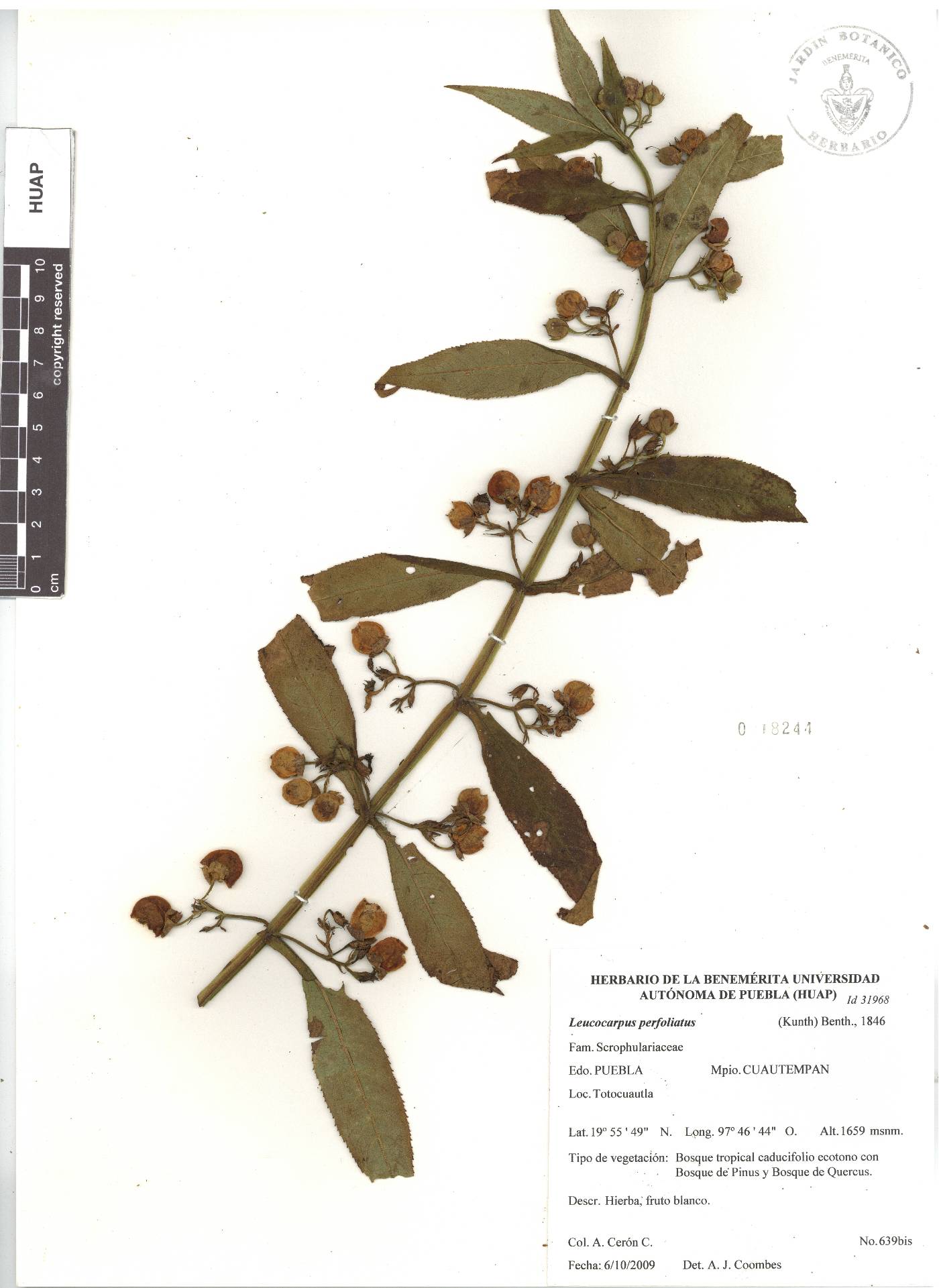 Leucocarpus perfoliatus image