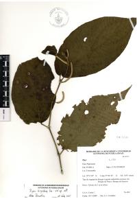 Piper hispidum image