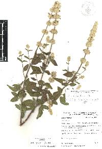 Salvia breviflora image