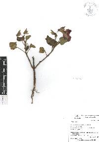 Martynia annua image