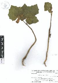 Martynia annua image