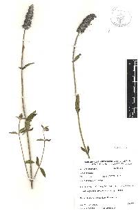 Salvia lavanduloides image