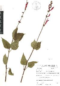 Salvia elegans image