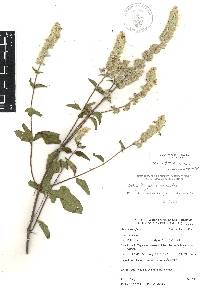 Salvia breviflora image