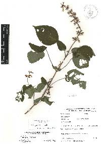 Salvia carnea image