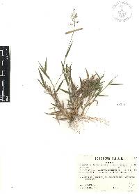 Dichanthelium acuminatum subsp. lindheimeri image