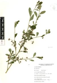 Sida rhombifolia image