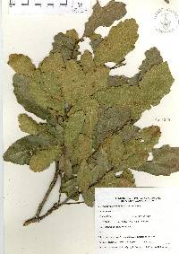 Quercus laceyi image