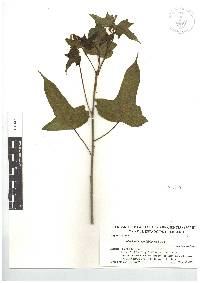 Dalembertia populifolia image