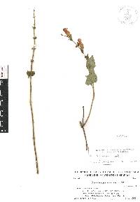 Salvia adenophora image
