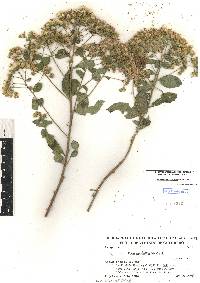 Vickianthus liatroides image