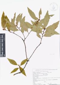 Quercus affinis image