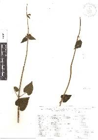 Stachys coccinea image