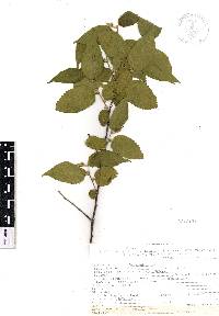 Guazuma ulmifolia image