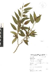 Vallesia glabra image