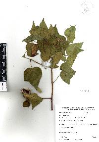 Gossypium hirsutum image