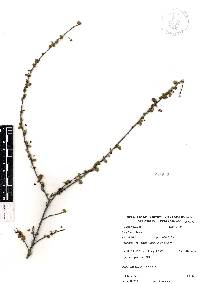 Ayenia fruticosa image