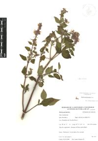 Salvia polystachia image