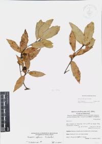 Quercus affinis image