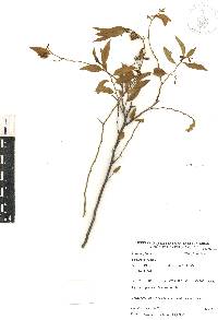 Vallesia glabra image