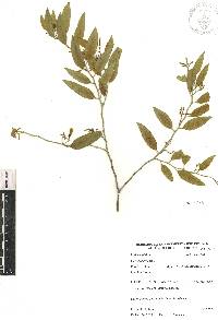 Vallesia glabra image