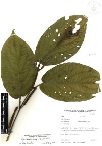 Piper lapathifolium image