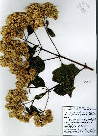 Montanoa leucantha subsp. arborescens image