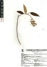 Miconia xalapensis image