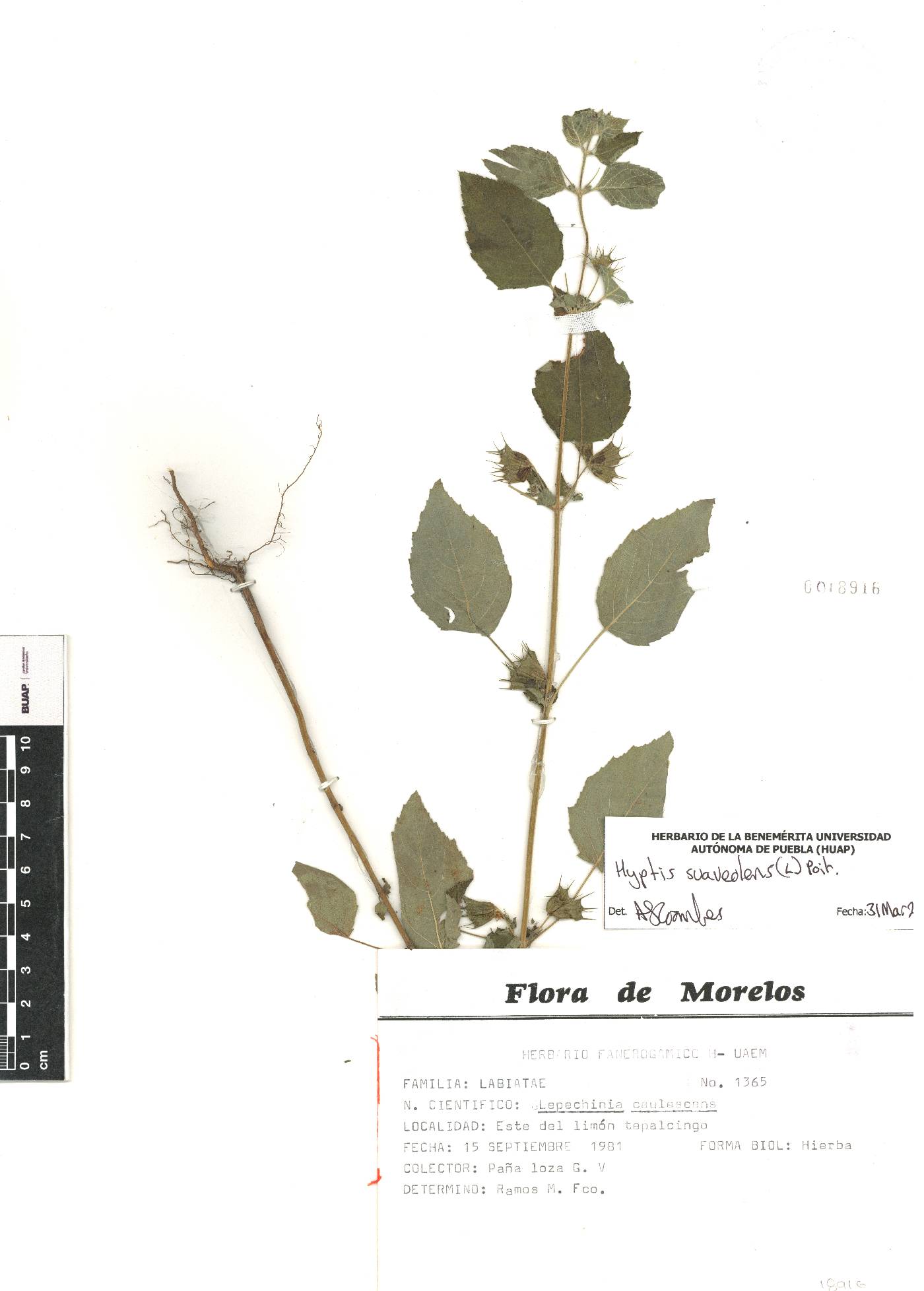 Mesosphaerum suaveolens image