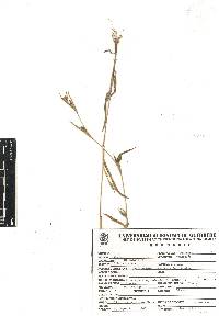 Hackelochloa granularis image