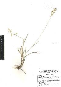 Bouteloua williamsii image