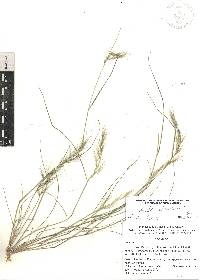 Aristida adscensionis image