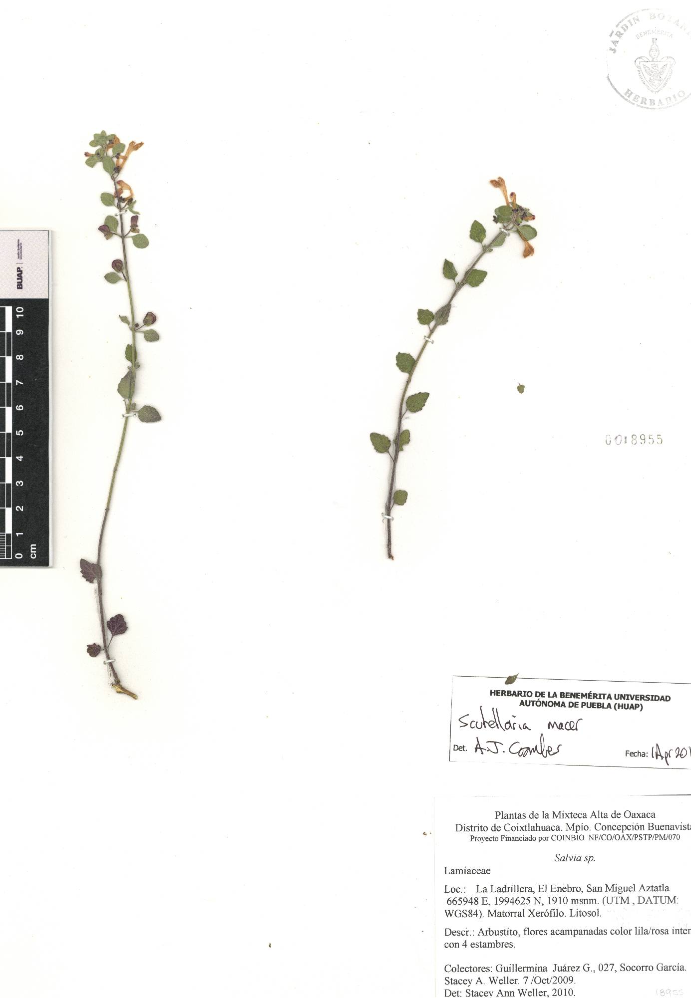 Scutellaria macra image